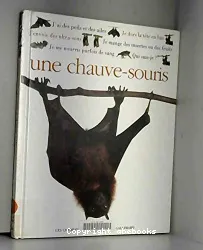 Qui suis-je ? une chauve-souris